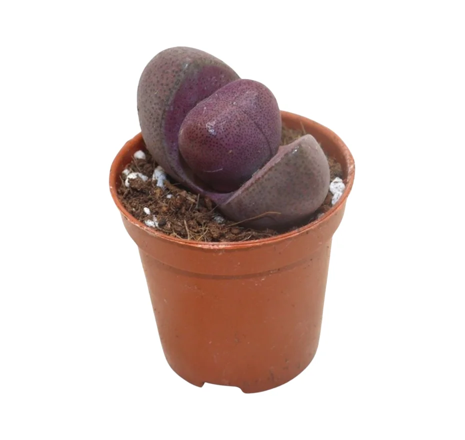 Pleiospilos nellii ’Rubra’ P5.5 elävä kivi - Image 2