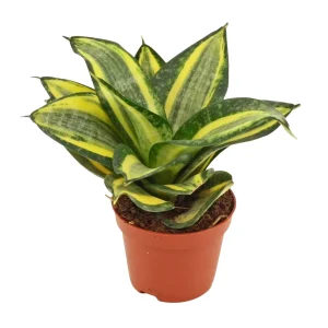 Sansevieria hahnii ’Jade Multicolor’ 6 cm anopinkieli